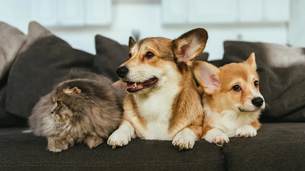 Purina в Україні розвиває освітні проєкти про відповідальне утримання домашніх тварин